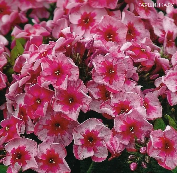 Флокс метельчатый Стар энд Страйпс