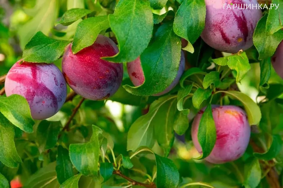 Слива Стартовая домашняя