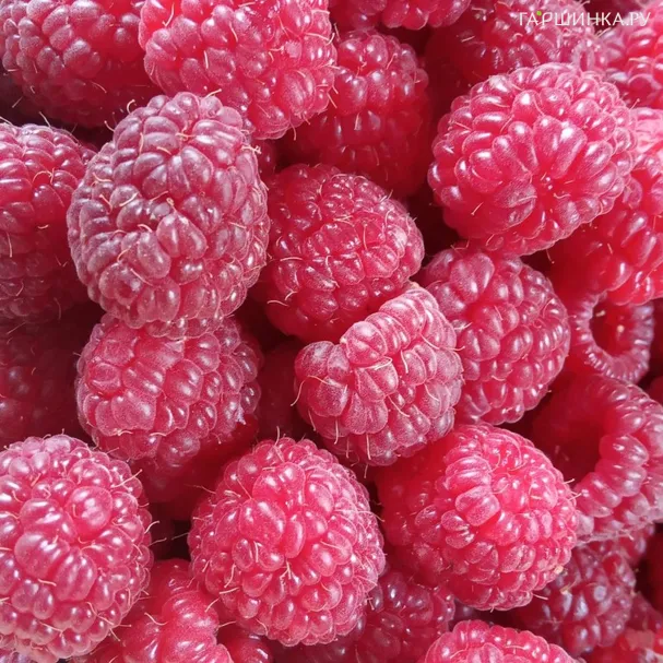 Малина Таганка ремонтантная