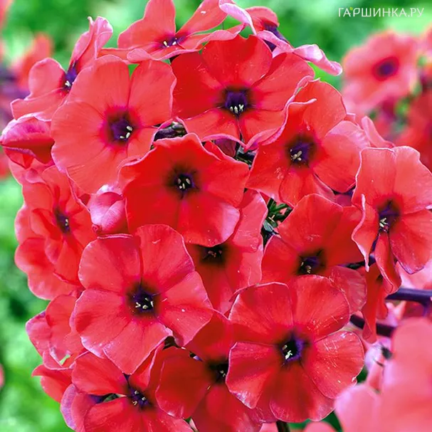 Флокс Текила Санрайз метельчатый