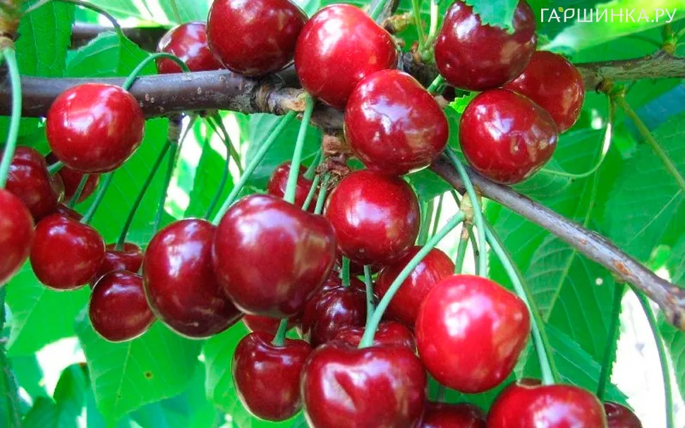 Черешня Теремошка