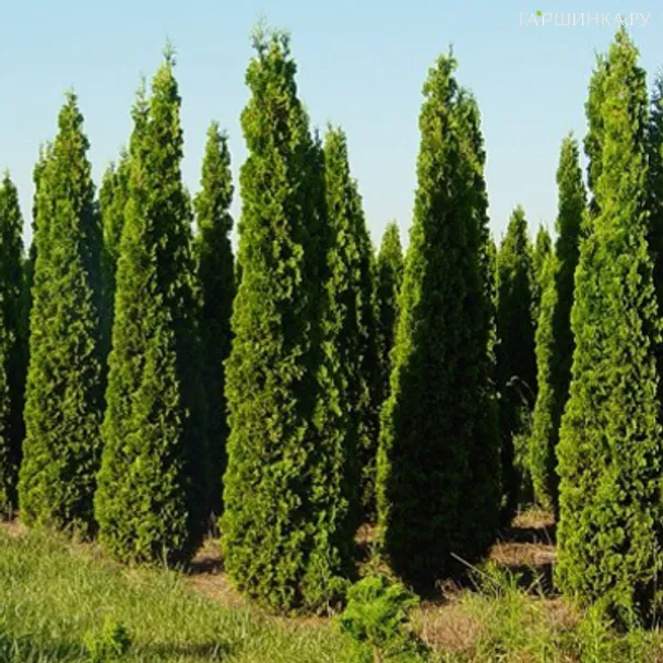 Туя западная Дегрут Спайр