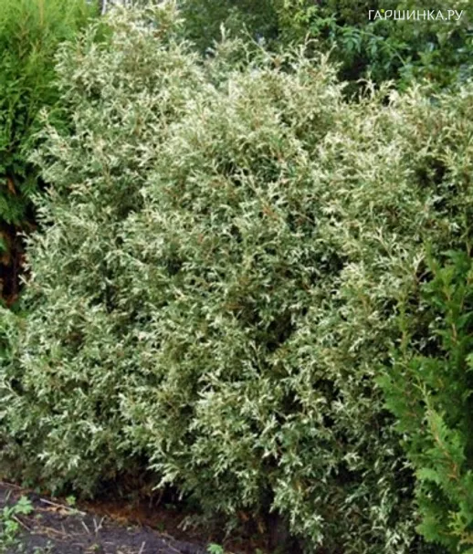 Туя западная Вариегата