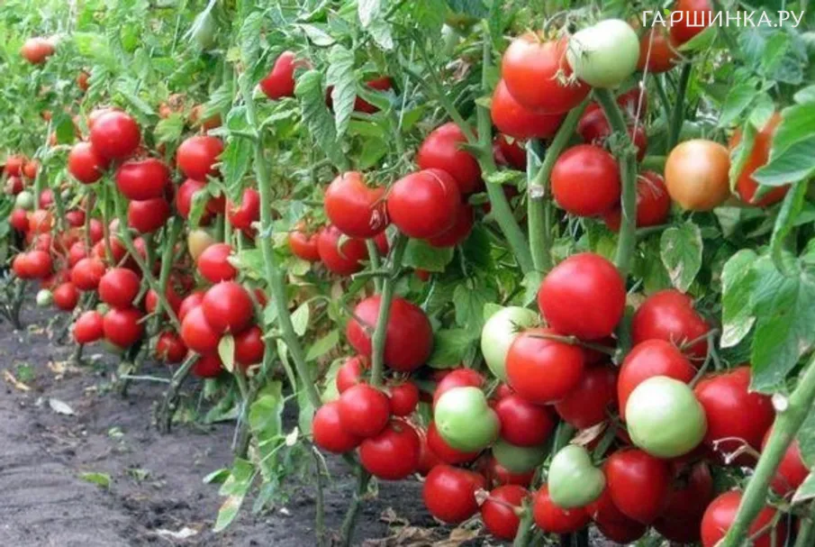 Томат Инфинити F1 15шт