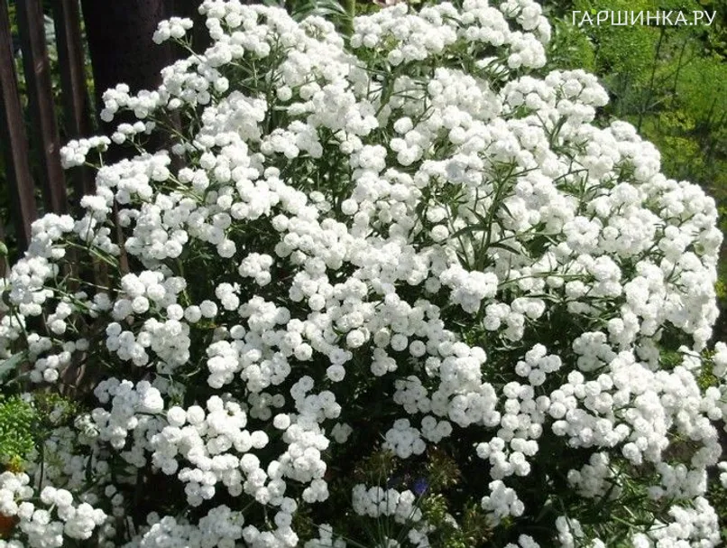 Тысячелистник Зе перл