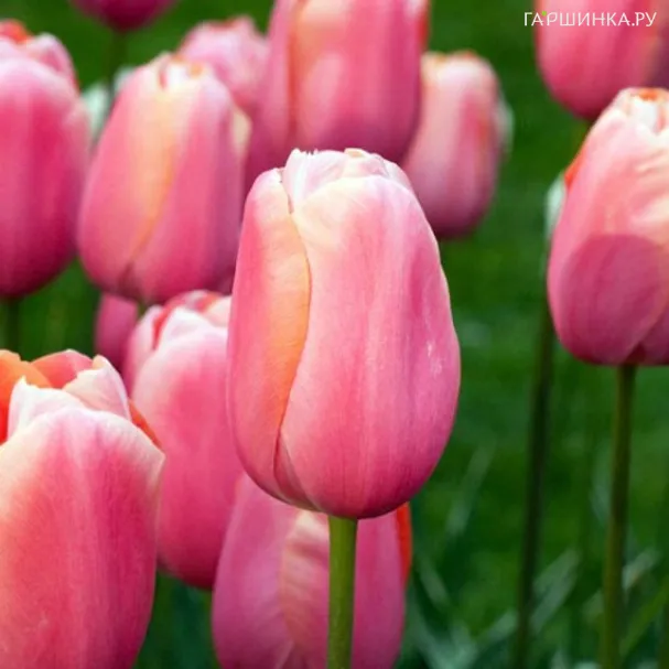 Тюльпан Ментон  простой поздний 5шт.