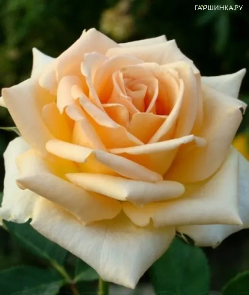 Роза Версилия чайно-гибридная Imperial Rose