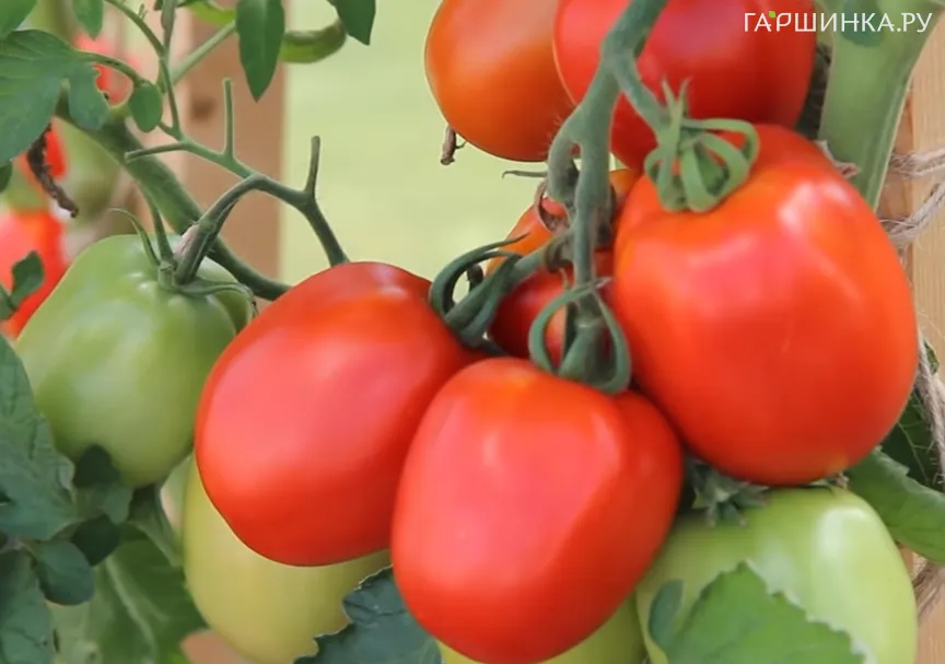 Томат Великосветский F1