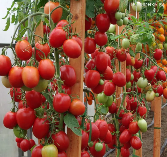 Томат Везувий F1