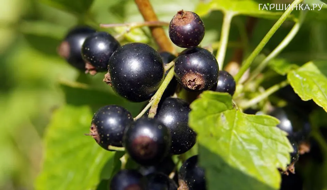 Смородина Витаминная