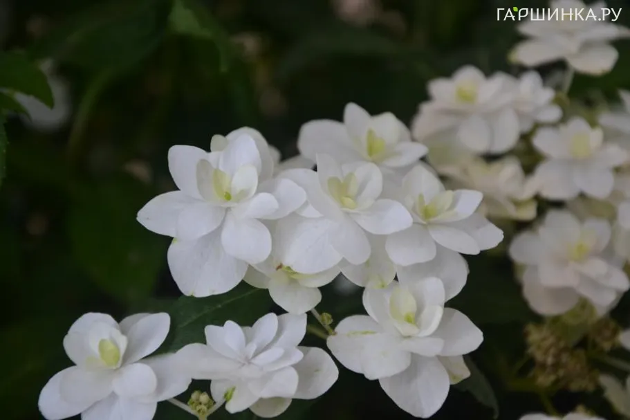 Гортензия Вайт он Вайт (Белое на Белом) пильчатая