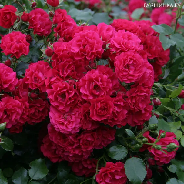 Роза Гартнерфройде, Топалович (лиц)