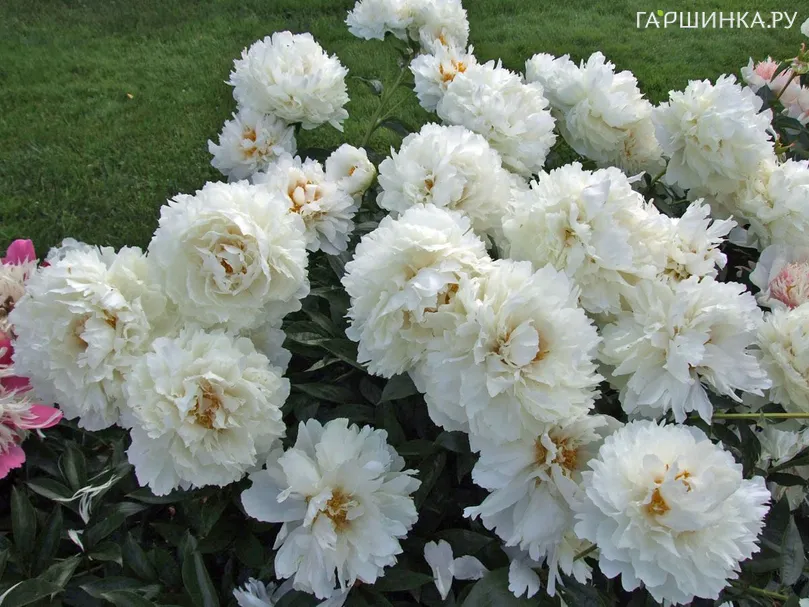 Пион Боул оф Крим молочноцветковый