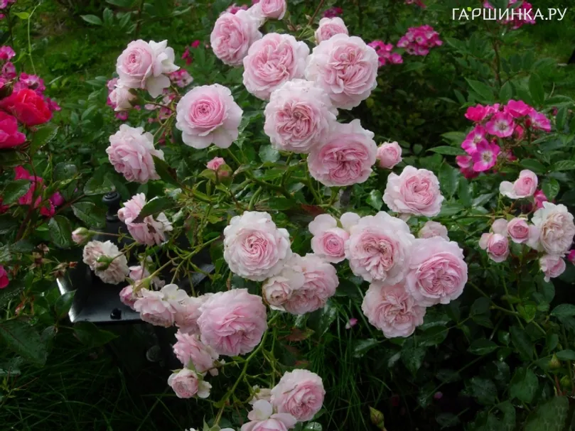 Роза Констанца Моцарт, Кордес (лиц)