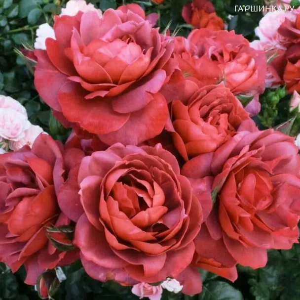 Роза Хот Шоколад, Викс (лиц)