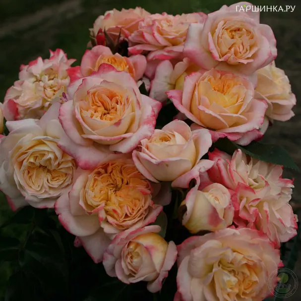 Роза Конкорд чайно-гибридная, Топалович (лиц)