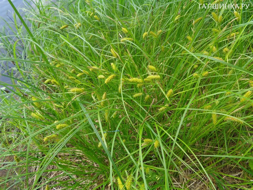 Осока просяная