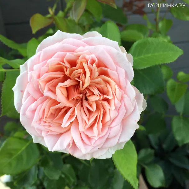 Роза Амороза, Кордес (лиц)