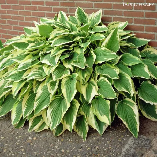 Хоста Антиох (ML)