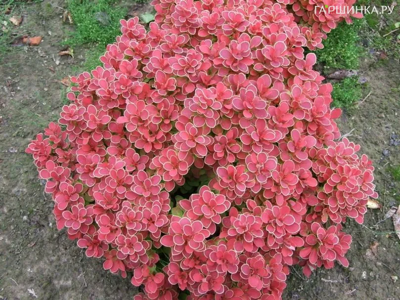 Барбарис Тунберга Руби Стар