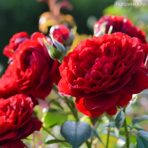 Роза Бельканто, Ноак (лиц)