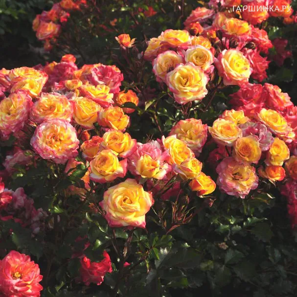 Роза Файрберд флорибунда, Топалович (лиц)