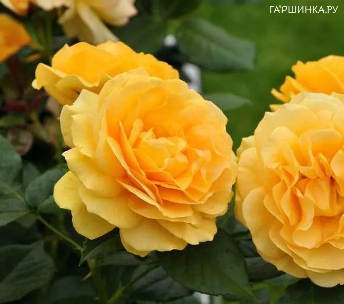 Роза Абсолютли Фабулос/Эннисайд, Викс (лиц)