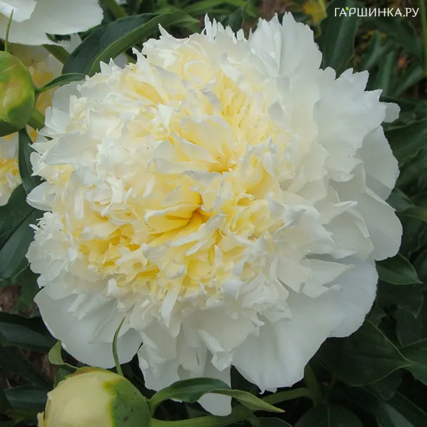 Пион Хани Голд