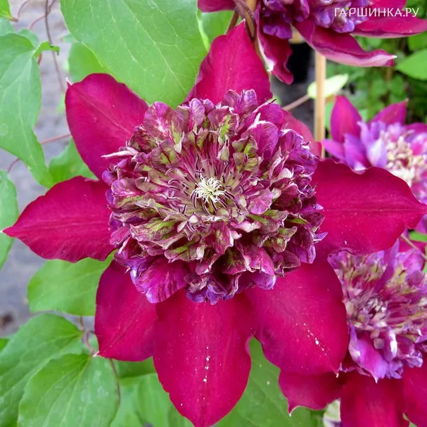 Клематис Темптейшн махровый (2)