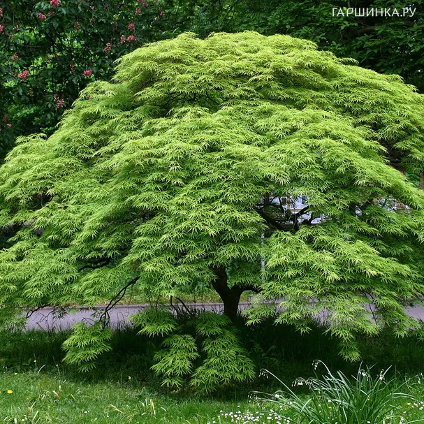 Клен веерный