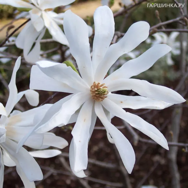 Магнолия звездчатая