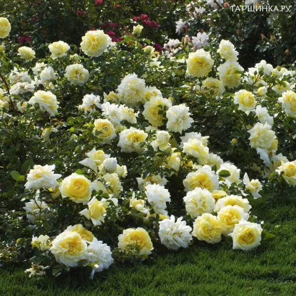 Роза Надя Мейдиланд, Мейян (лиц)