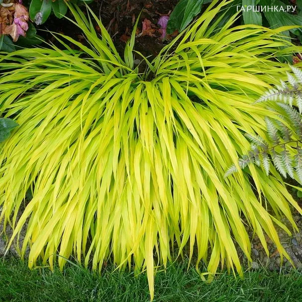 Хаконехлоа Олл Голд