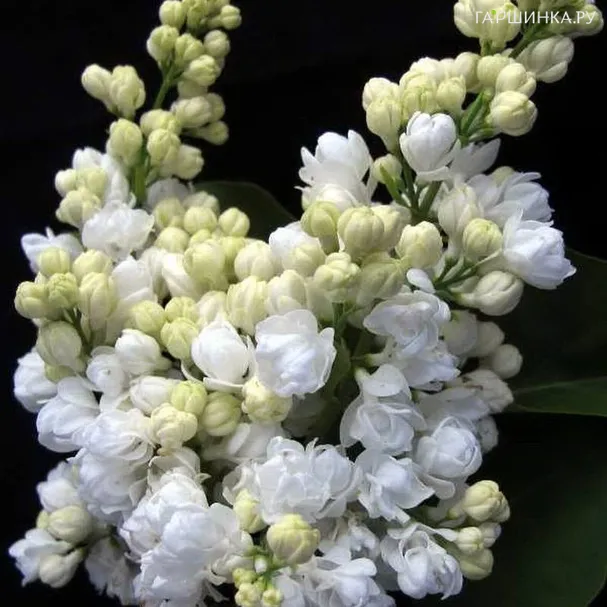 Сирень Память о Колесникове