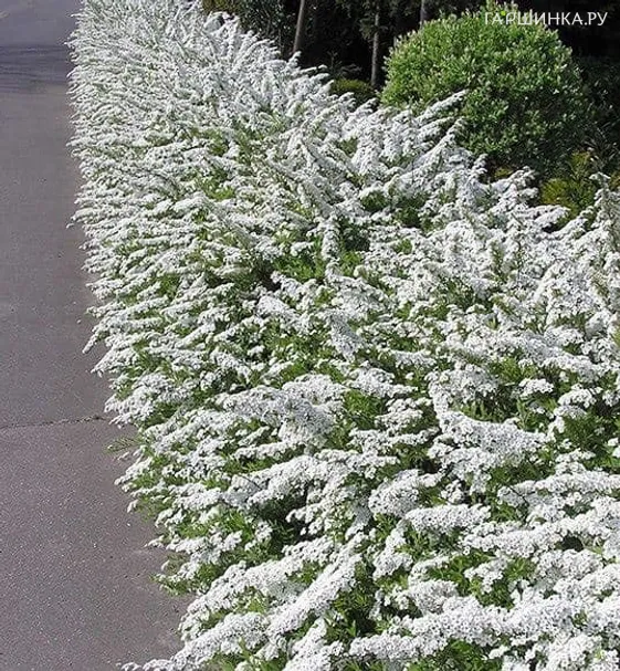 Живая изгородь: Спирея Грефшейм 10шт