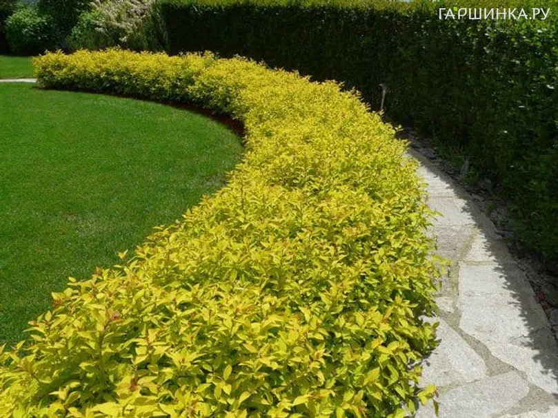 Живая изгородь: Спирея Голдмаунд японская 10шт