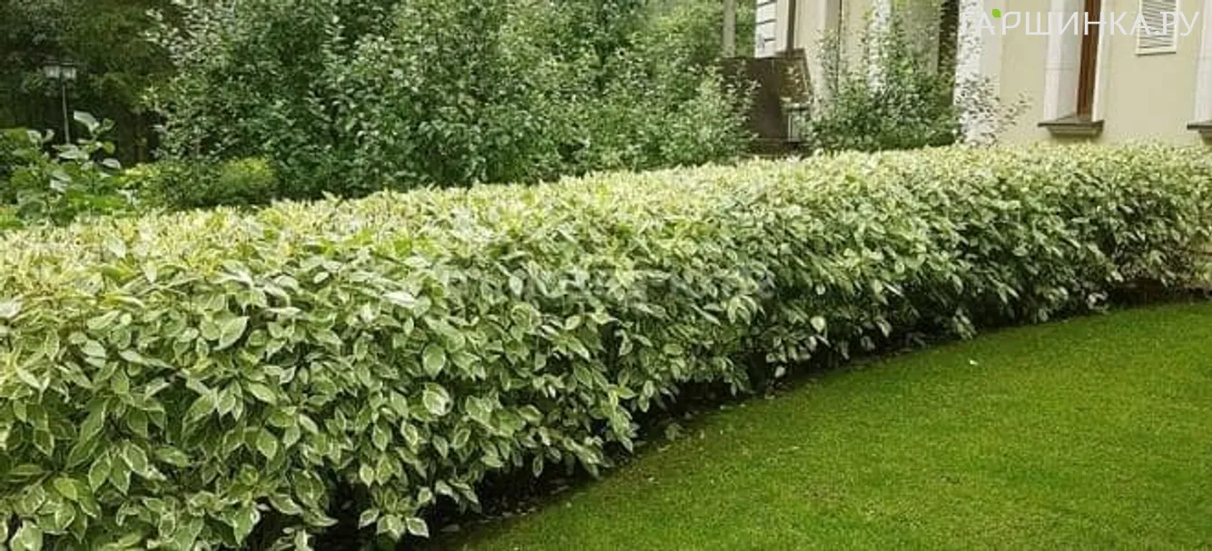 Живая изгородь: Дерен белый Гоучаулти 10шт