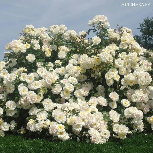 Роза Айвори Дрифт, Мейян (лиц)