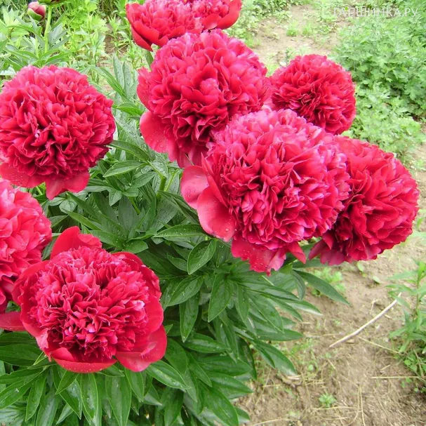 Пион Ред Сара Бернар