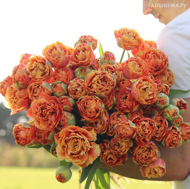 Тюльпан Сеншуал Тач бахромчатый 5шт.