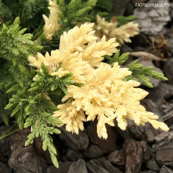 Можжевельник китайский Экспанса Вариегата