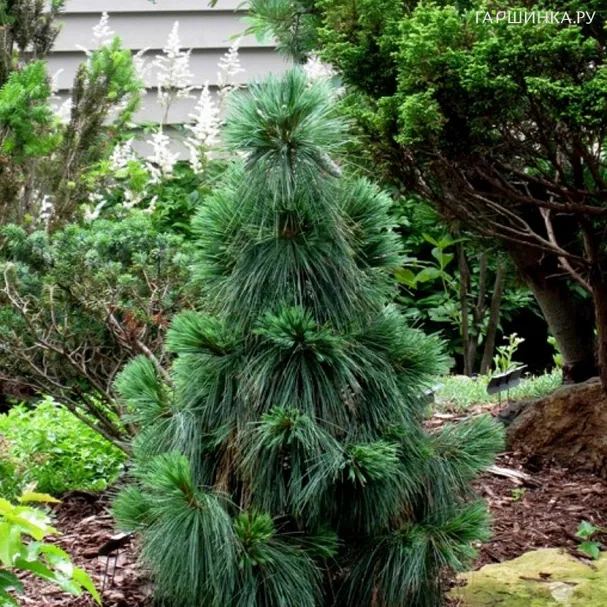 Сосна Шверина Витхорст