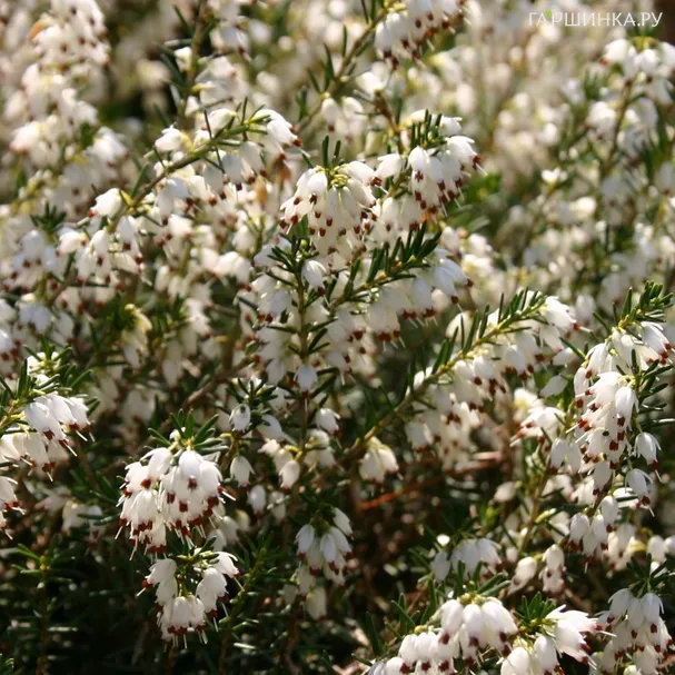 Эрика Уайт Перфекшн.