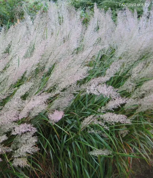 Вейник коротковолосистый