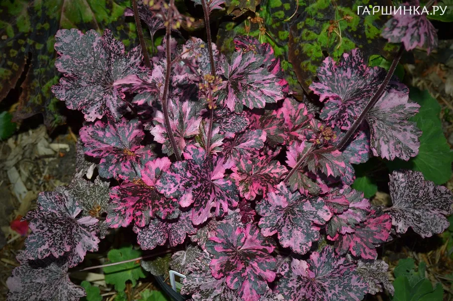 Гейхера Миднайт Роуз