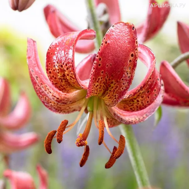 Лилия Манитоба Монинг кудреватая