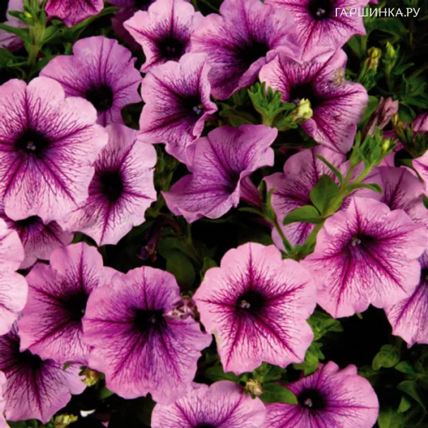 Петуния вегетативная Каскадиас Пепл Айс