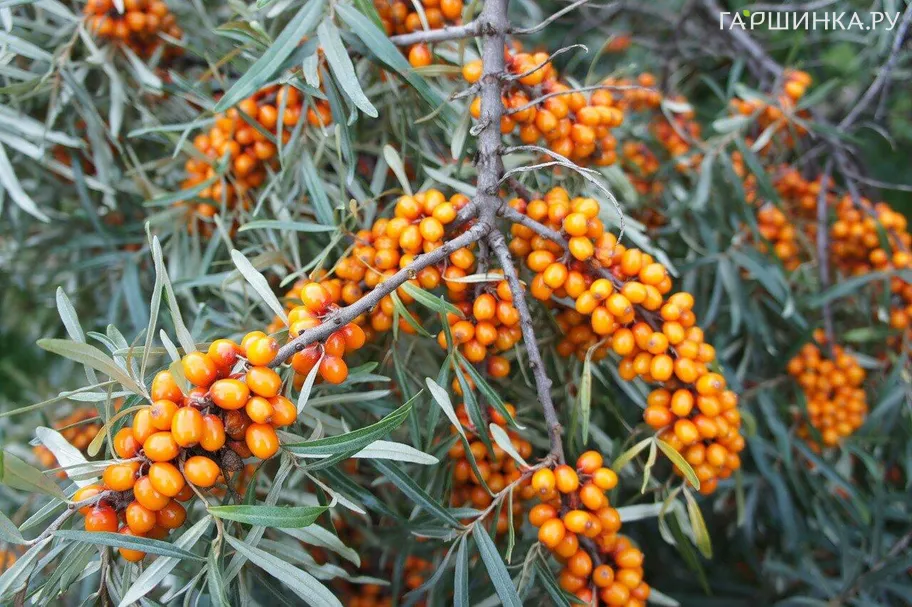 Облепиха Трофимовская