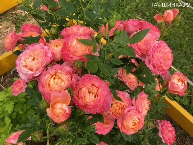 Роза Бриоза, Барни (лиц)