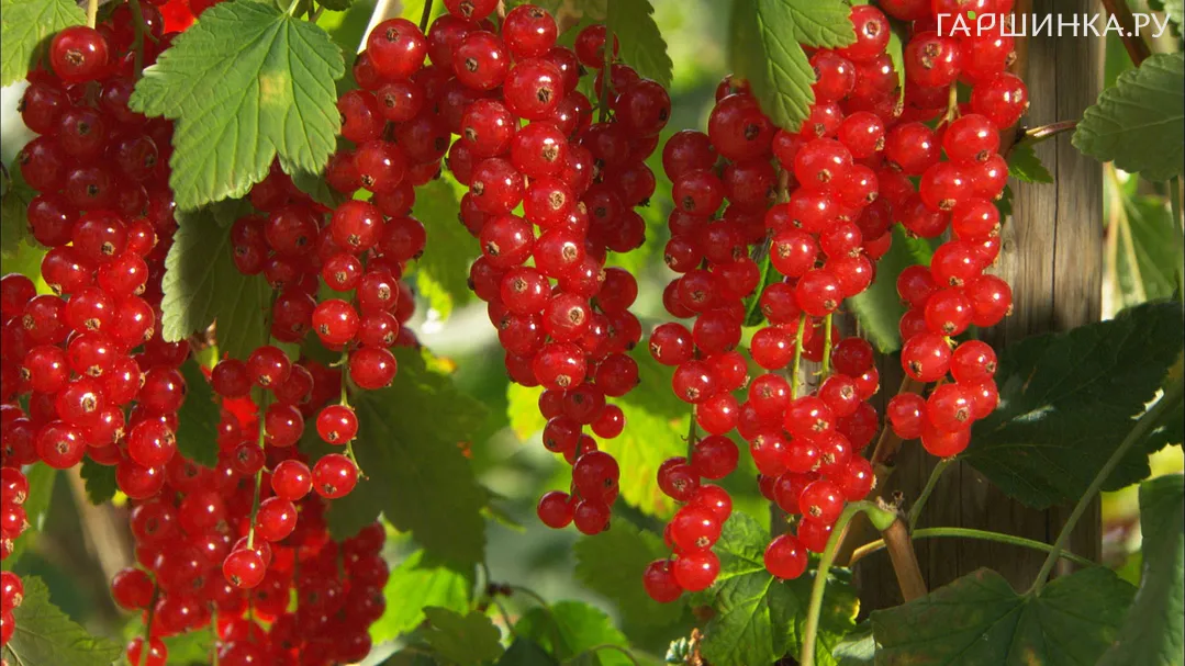 Смородина Коралловая красная (высокий урожай)
